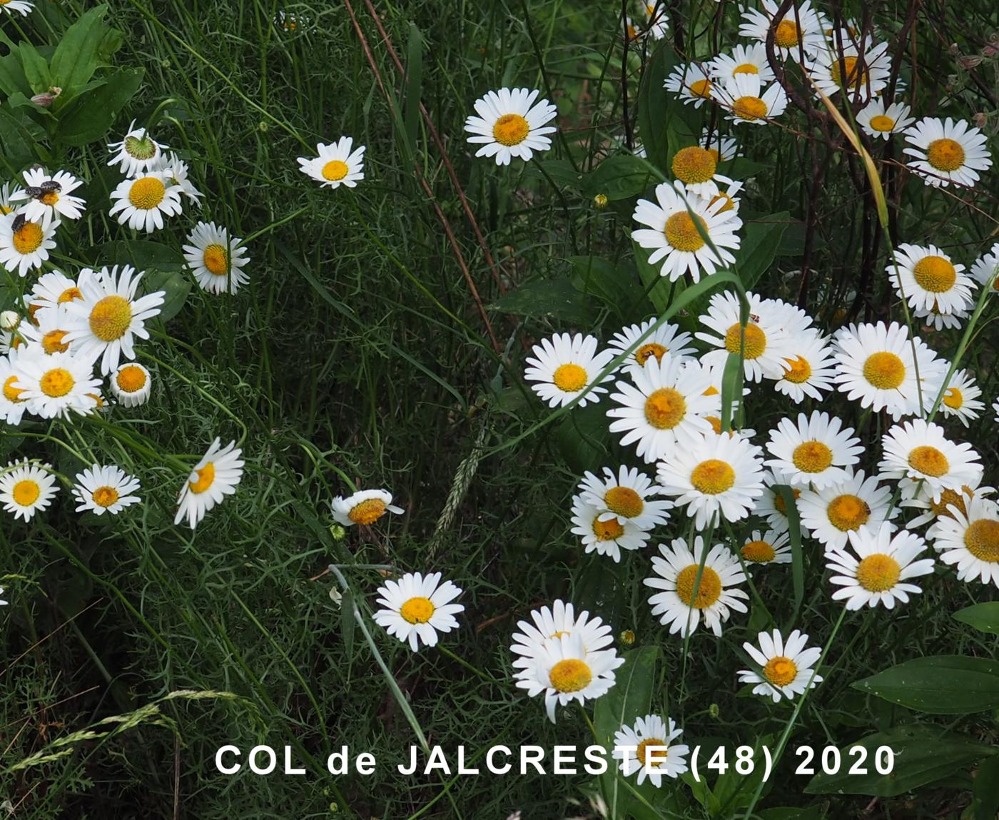 Daisy, Montpellier flower